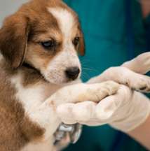 Ola Pet Farma - farmácia de manipulação veterinária em São Paulo