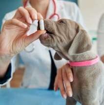 Ola Pet Farma - farmácia de manipulação veterinária em São Paulo
