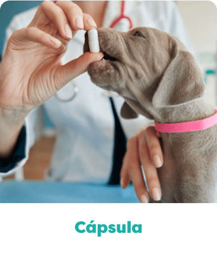 A farmácia de manipulação que prioriza o bem-estar e a saúde do seu pet. Cápsula de medicamento manipulado