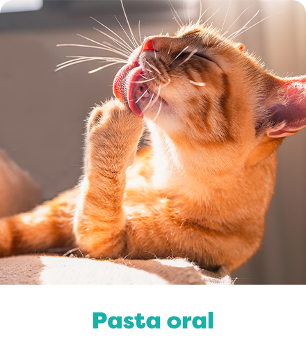 Pasta Oral para Pet da Olá Pet Farma