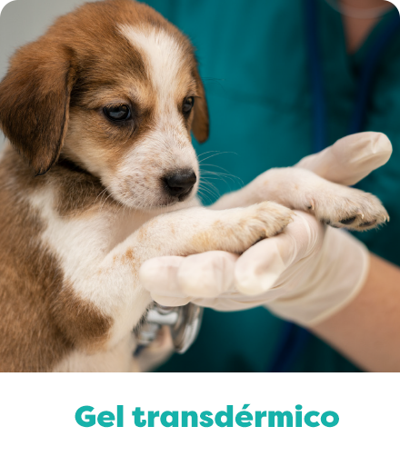 Gel transdérmico para pet da Olá Pet Farma